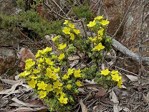 Downy starbush: Downy star bush ( Asterolasia phebalioides ) in Australia