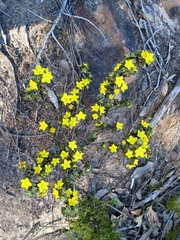 Downy starbush (Asterolasia phebalioides)