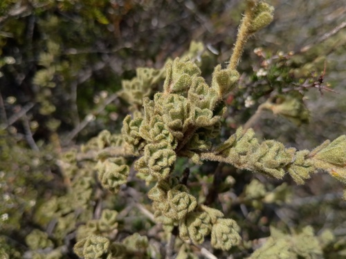 Downy starbush (Asterolasia phebalioides)