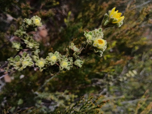 Downy starbush (Asterolasia phebalioides)