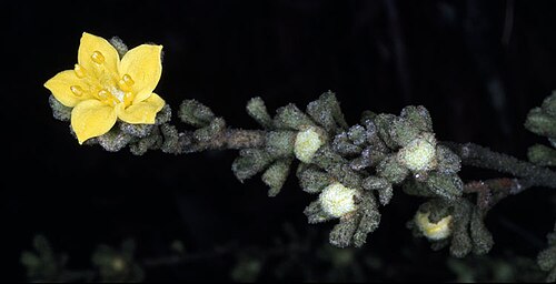 Downy starbush: Asterolasia phebalioides in the Australian National Botanic Gardens, Canberra