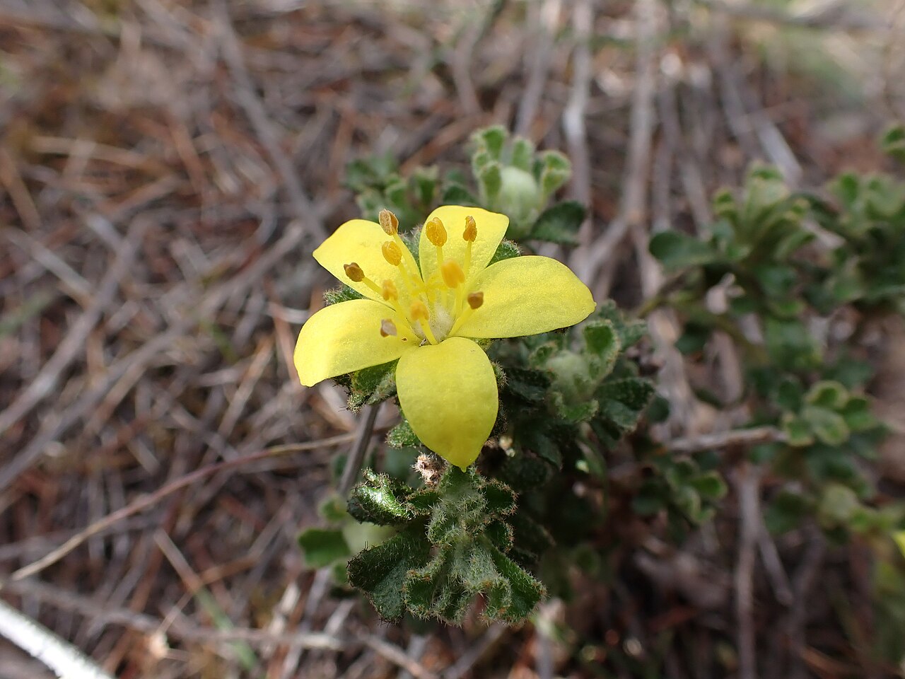 Downy starbush: Downy star bush ( Asterolasia phebalioides ) in Australia