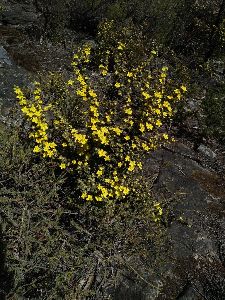 Downy starbush (Asterolasia phebalioides)