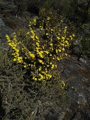 Downy starbush (Asterolasia phebalioides)