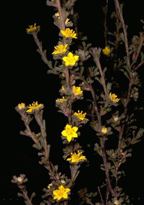 Downy starbush: Asterolasia phebalioides in the Australian National Botanic Gardens, Canberra