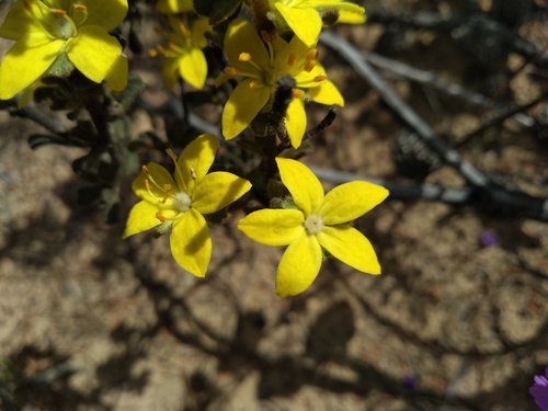 Downy starbush (Asterolasia phebalioides)