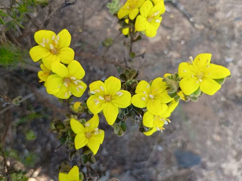 Downy starbush (Asterolasia phebalioides)