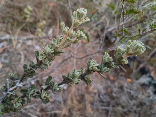 Downy starbush (Asterolasia phebalioides)