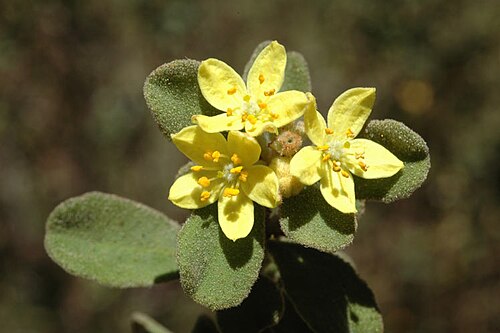 Asterolasia rupestris: Asterolasia rupestris in the Australian National Botanical Gardens
