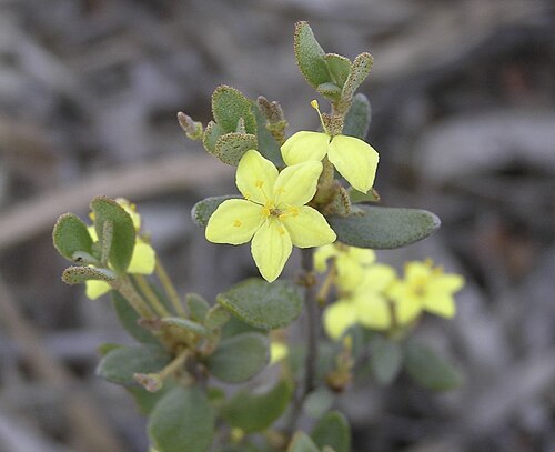 Asterolasia squamuligera: Asterolasia squamuligera along the Dumbleyung-Lake Grace Road, Tarin Rock, Western Australia