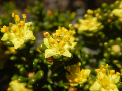 Asterolasia trymalioides (Asterolasia trymalioides)