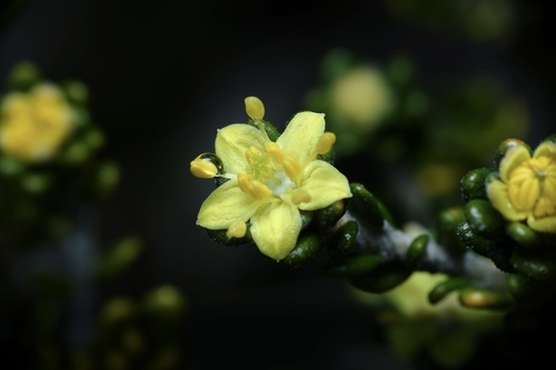 Asterolasia trymalioides (Asterolasia trymalioides)