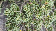 Asterolasia trymalioides (Asterolasia trymalioides)