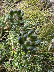 Asterolasia trymalioides (Asterolasia trymalioides)