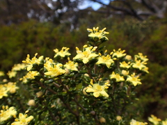Asterolasia trymalioides (Asterolasia trymalioides)