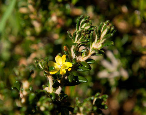Asterolasia trymalioides (Asterolasia trymalioides)