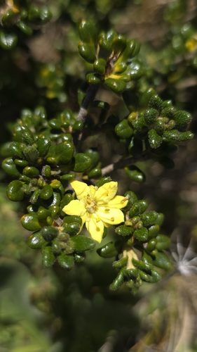 Asterolasia trymalioides (Asterolasia trymalioides)