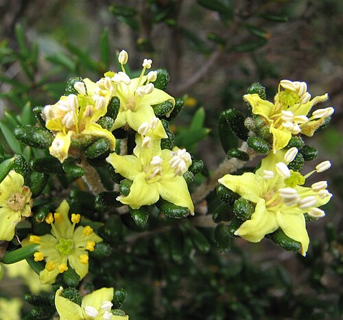 Asterolasia trymalioides: Asterolasia trymalioides , Baw Baw National Park, Victoria, Australia