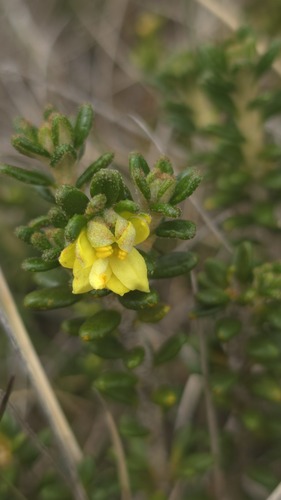 Asterolasia trymalioides (Asterolasia trymalioides)