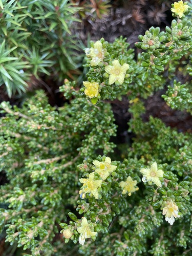 Asterolasia trymalioides (Asterolasia trymalioides)