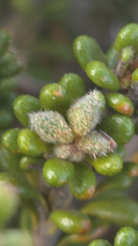 Asterolasia trymalioides (Asterolasia trymalioides)