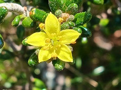 Asterolasia trymalioides (Asterolasia trymalioides)