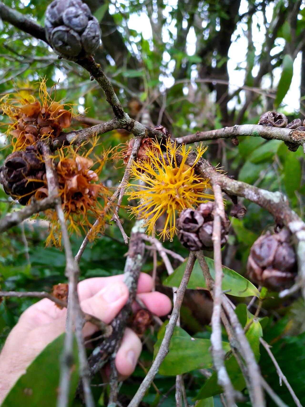 Asteromyrtus symphyocarpa: Asteromyrtus symphyocarpa flowers, foliage and fruit