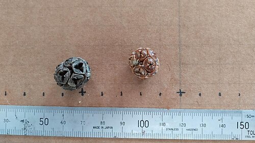 Asteromyrtus symphyocarpa: Seed pods of Asteromyrtus symphyocarpa, dehisced (left) and undehisced