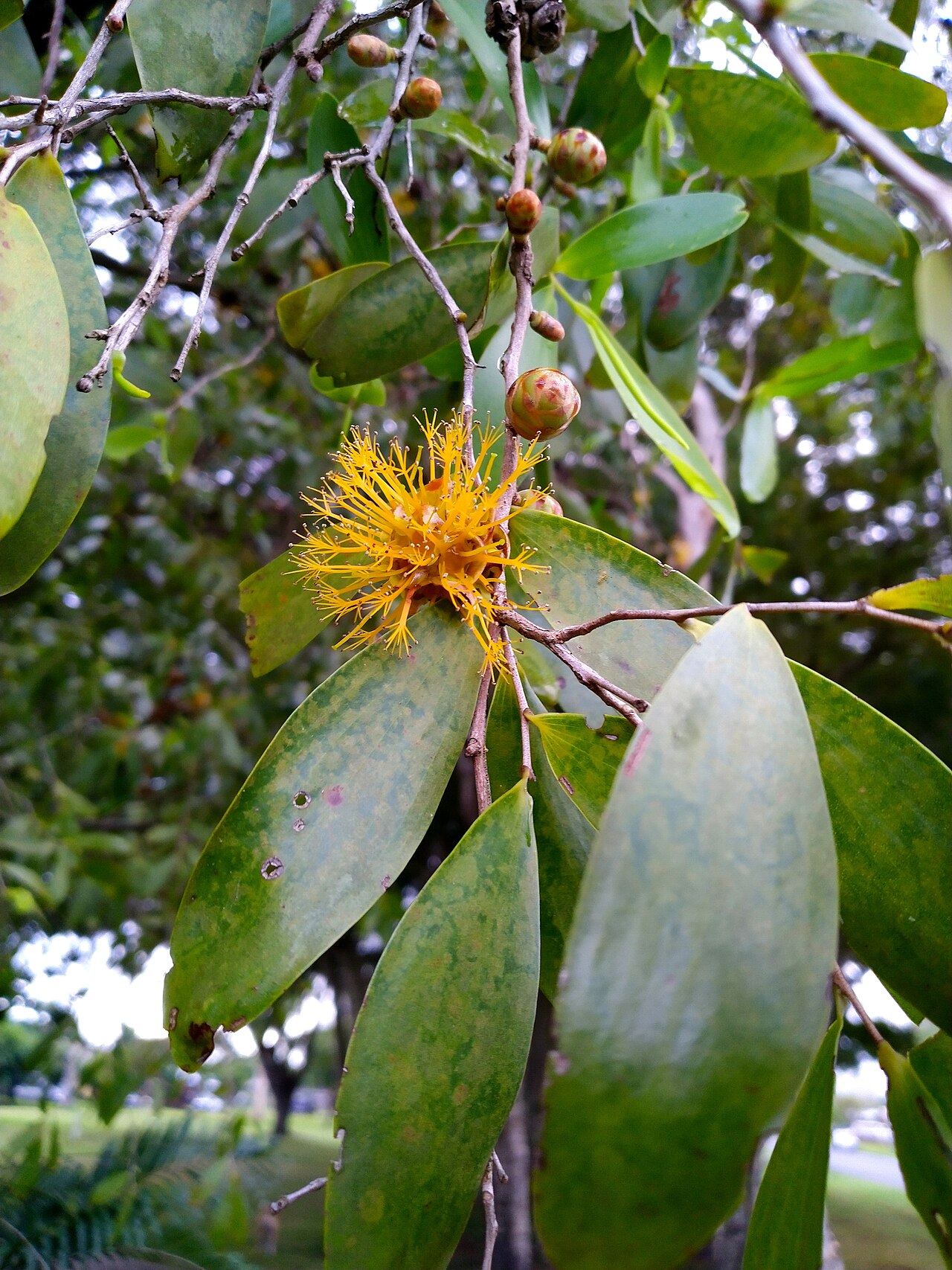 Asteromyrtus symphyocarpa: Asteromyrtus symphyocarpa flowers, foliage and fruit
