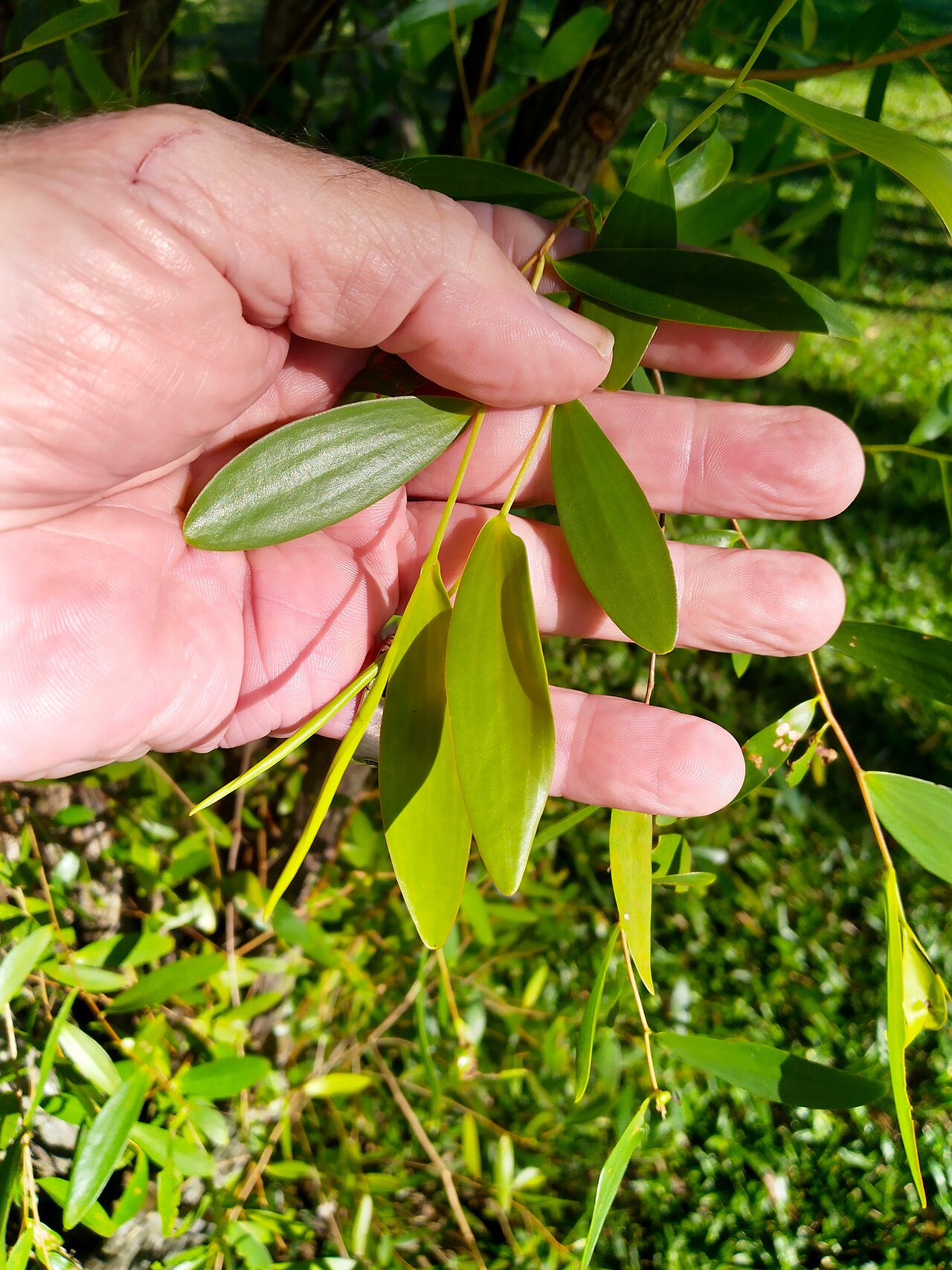 Asteromyrtus symphyocarpa: Asteromyrtus symphyocarpa foliage