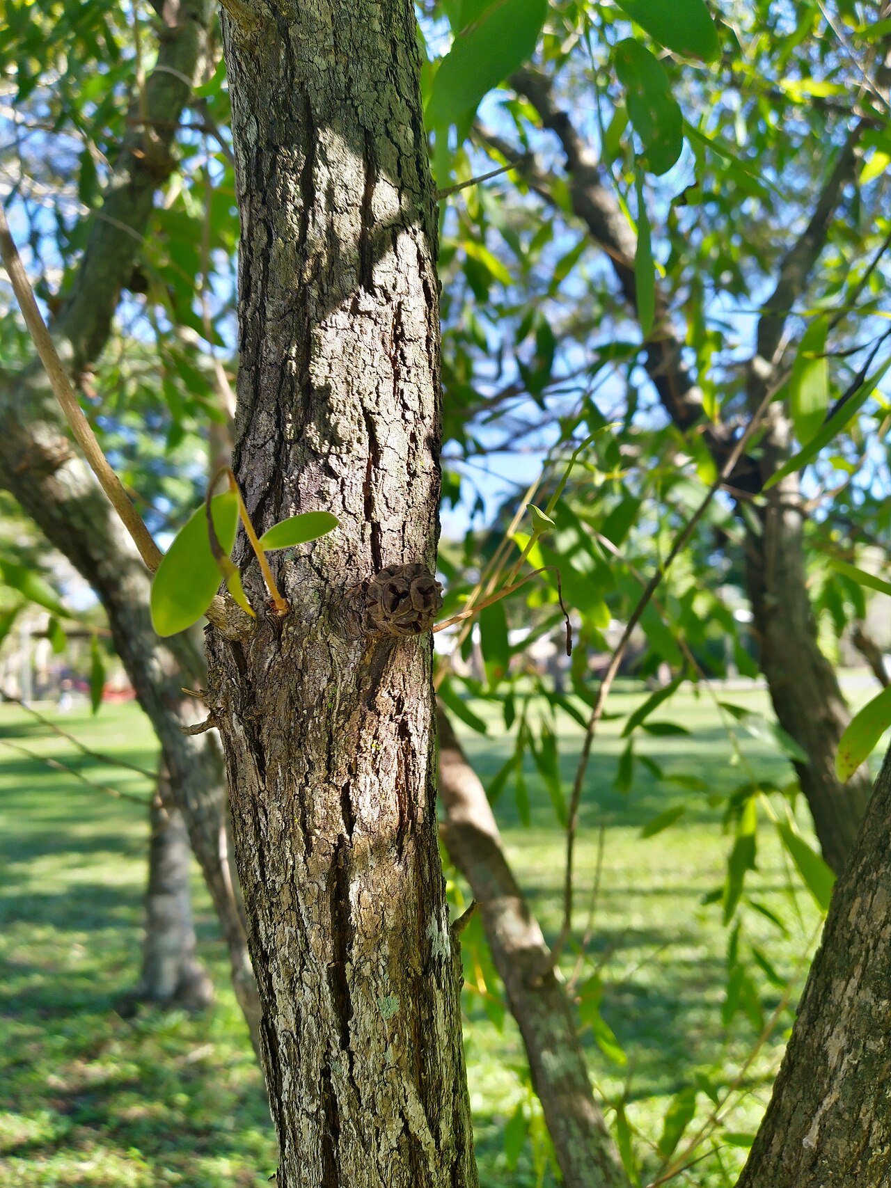 Asteromyrtus symphyocarpa: Asteromyrtus symphyocarpa bark