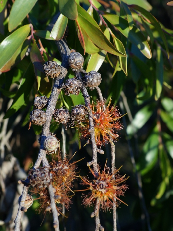 Asteromyrtus symphyocarpa: Liniment Tree, also known as Waria-waria Tree ( Asteromyrtus symphyocarpa ). Location: Mackay Botanic garden, QLD, Australia