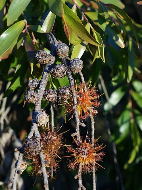 Asteromyrtus symphyocarpa: Liniment Tree, also known as Waria-waria Tree ( Asteromyrtus symphyocarpa ). Location: Mackay Botanic garden, QLD, Australia