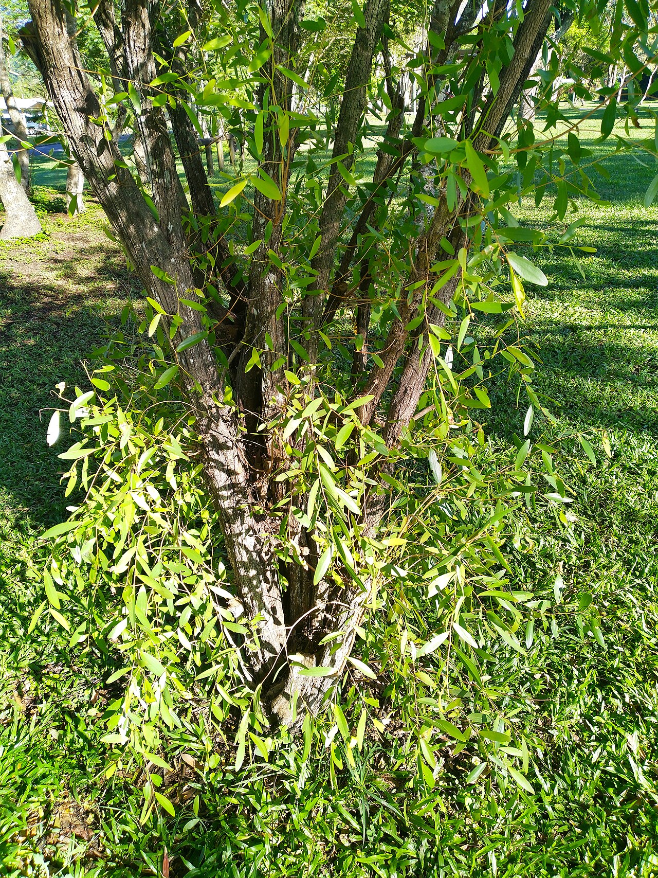 Asteromyrtus symphyocarpa: Asteromyrtus symphyocarpa