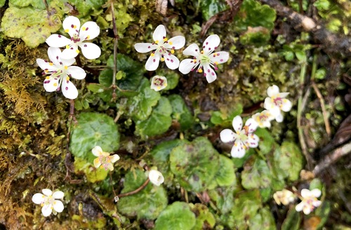 Asteropyrum peltatum (Asteropyrum peltatum)
