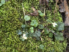 Asteropyrum peltatum (Asteropyrum peltatum)