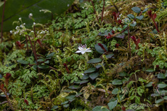 Asteropyrum peltatum (Asteropyrum peltatum)