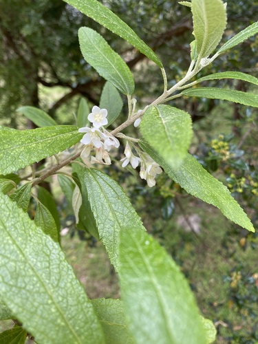 Asterotrichion discolor (Asterotrichion discolor)