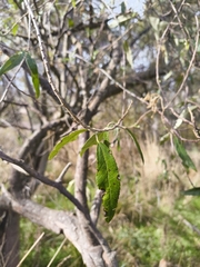 Asterotrichion discolor (Asterotrichion discolor)