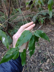 Asterotrichion discolor (Asterotrichion discolor)