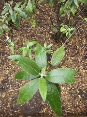 Asterotrichion discolor (Asterotrichion discolor)