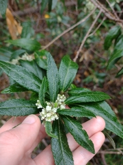 Asterotrichion discolor (Asterotrichion discolor)