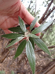 Asterotrichion discolor (Asterotrichion discolor)