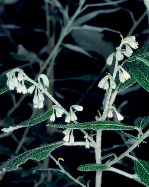 Asterotrichion discolor: Flowers of female