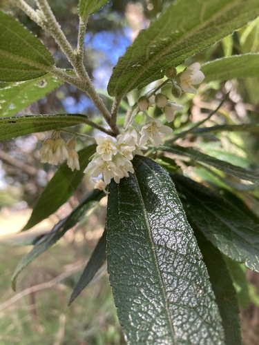 Asterotrichion discolor (Asterotrichion discolor)