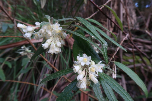 Asterotrichion discolor (Asterotrichion discolor)