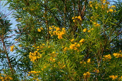 Astianthus viminalis (Astianthus viminalis)