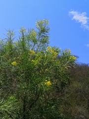 Astianthus viminalis (Astianthus viminalis)