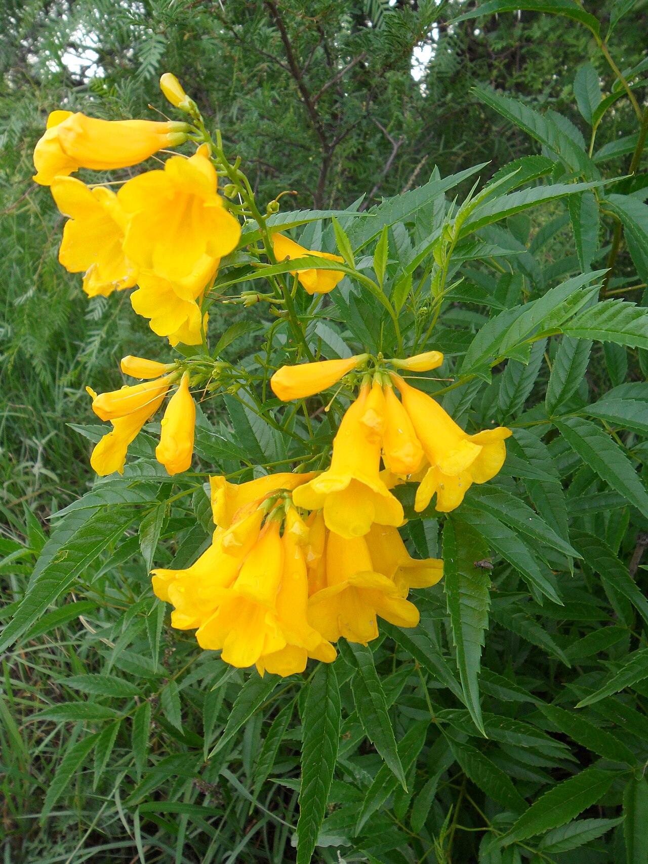 Astianthus viminalis: Planta del norte de México