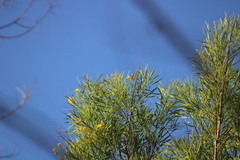 Astianthus viminalis (Astianthus viminalis)